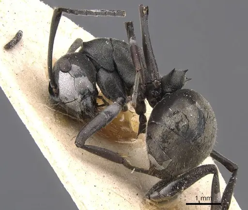 Polyrhachis zopyra specimen CASENT0905572 image casent0905572_3