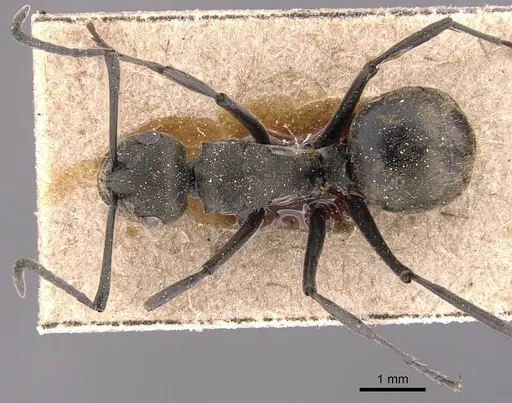 Polyrhachis zopyra specimen CASENT0905813 image casent0905813_1