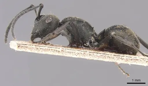 Polyrhachis zopyra specimen CASENT0905813 image casent0905813_3