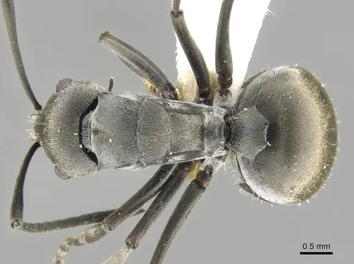 Polyrhachis zopyra specimen CASENT0906798 image casent0906798_1