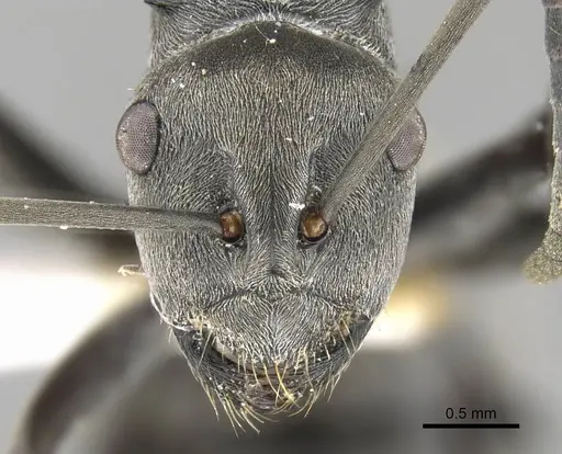 Polyrhachis zopyra specimen CASENT0906798 image casent0906798_2