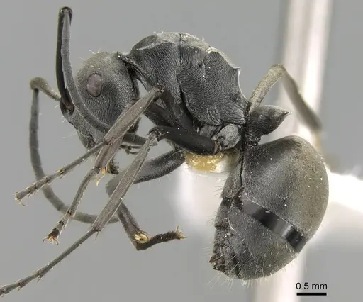 Polyrhachis zopyra specimen CASENT0906798 image casent0906798_3