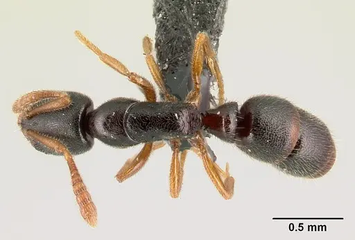Ponera adumbrans specimen CASENT0159966 image casent0159966_1