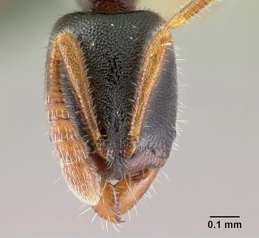 Ponera adumbrans specimen CASENT0159966 image casent0159966_2