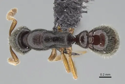 Ponera adumbrans specimen CASENT0160838 image casent0160838_1