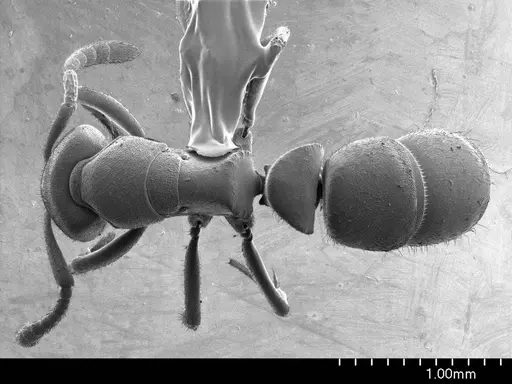 Ponera alpha specimen ANTWEB1008578 image antweb1008578_1