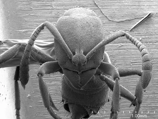 Ponera alpha specimen ANTWEB1008578 image antweb1008578_2