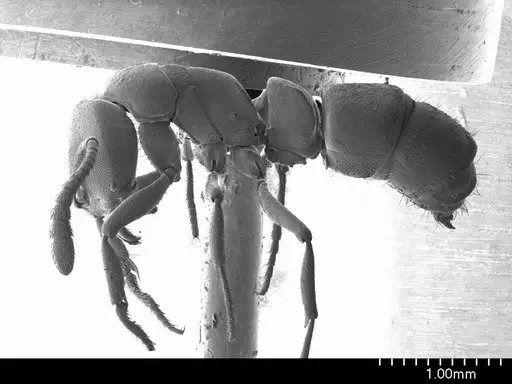 Ponera alpha specimen ANTWEB1008578 image antweb1008578_3