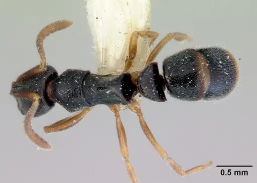 Ponera alpha specimen CASENT0172423 image casent0172423_1