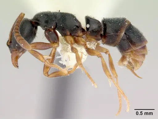 Ponera alpha specimen CASENT0172423 image casent0172423_3