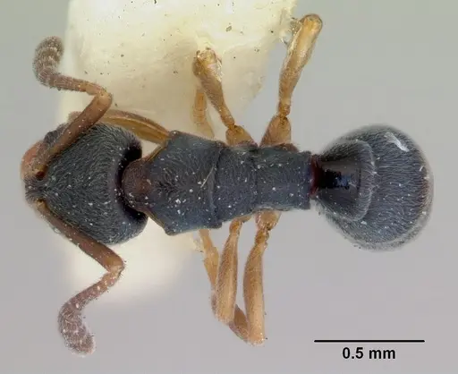 Ponera augusta specimen CASENT0172424 image casent0172424_1