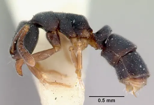 Ponera augusta specimen CASENT0172424 image casent0172424_3