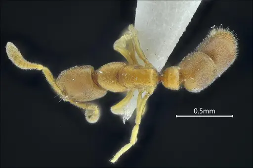 Ponera baka specimen ANTWEB1060517 image antweb1060517_1