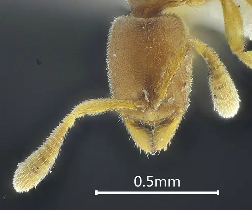 Ponera baka specimen ANTWEB1060517 image antweb1060517_2