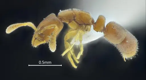 Ponera baka specimen ANTWEB1060517 image antweb1060517_3