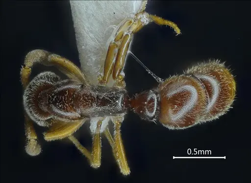 Ponera bawana specimen ANTWEB1060518 image antweb1060518_1