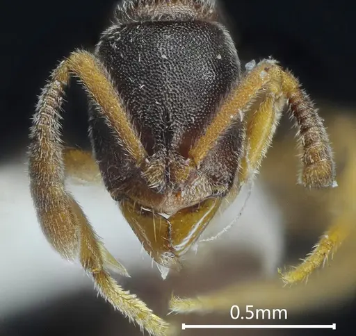 Ponera bawana specimen ANTWEB1060518 image antweb1060518_2