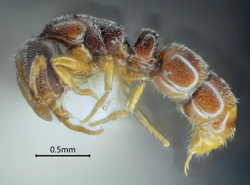Ponera bawana specimen ANTWEB1060518 image antweb1060518_3