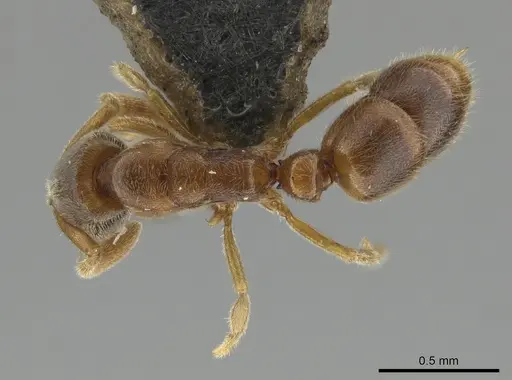Ponera bawana specimen MCZ-ENT00759946 image mcz-ent00759946_1