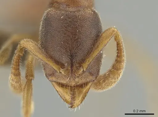 Ponera bawana specimen MCZ-ENT00759946 image mcz-ent00759946_2