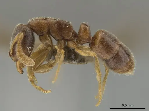Ponera bawana specimen MCZ-ENT00759946 image mcz-ent00759946_3