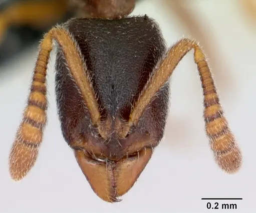 Ponera coarctata specimen CASENT0172740 image casent0172740_2