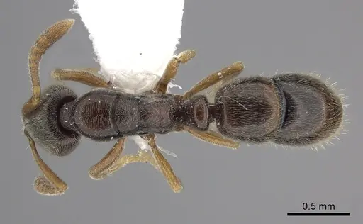 Ponera coarctata specimen CASENT0249225 image casent0249225_1