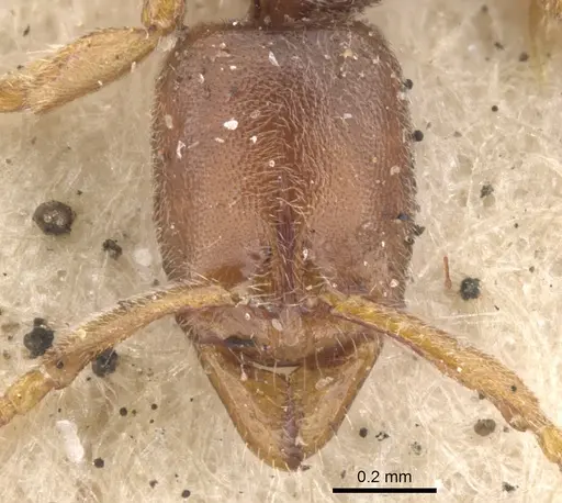 Ponera coarctata specimen CASENT0902536 image casent0902536_2