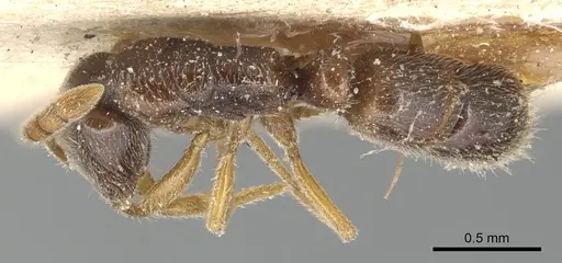Ponera coarctata specimen CASENT0903905 image casent0903905_1
