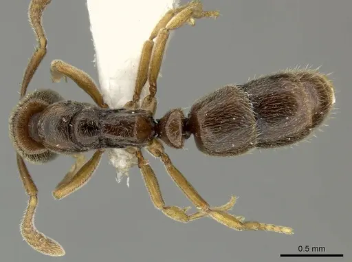 Ponera coarctata specimen CASENT0906691 image casent0906691_1