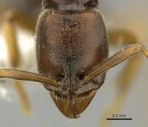Ponera coarctata specimen CASENT0906691 image casent0906691_2
