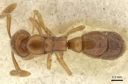 Ponera coarctata specimen CASENT0906718 image casent0906718_1