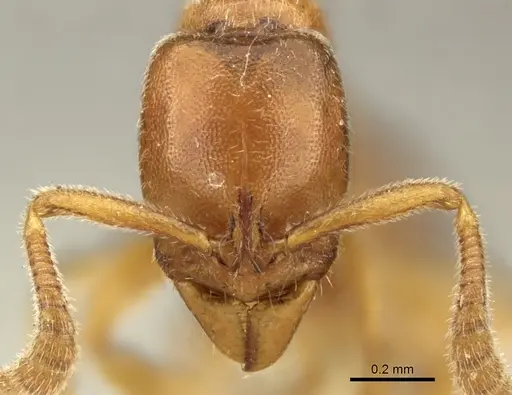Ponera coarctata specimen CASENT0906718 image casent0906718_2