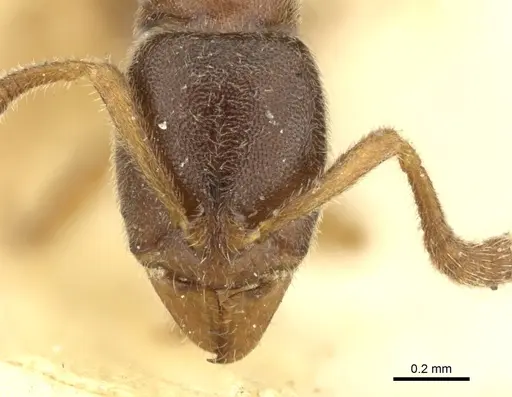 Ponera coarctata specimen CASENT0906724 image casent0906724_2