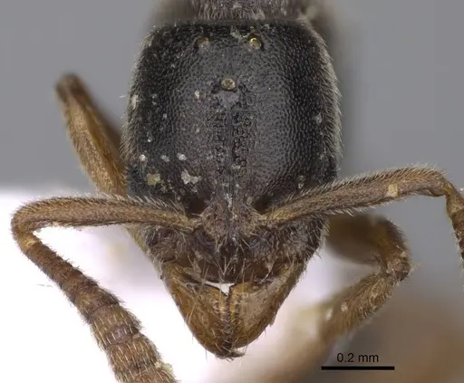 Ponera coarctata specimen CASENT0914222 image casent0914222_2