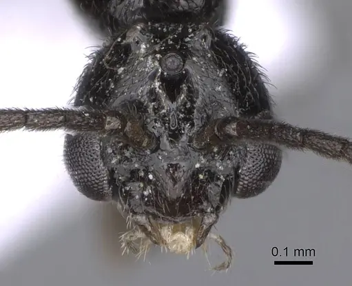 Ponera coarctata specimen CASENT0914224 image casent0914224_2