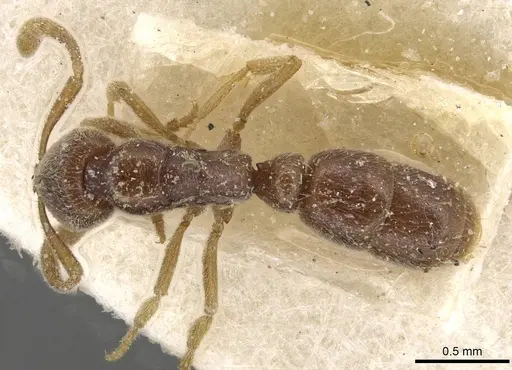 Ponera coarctata specimen CASENT0915294 image casent0915294_1