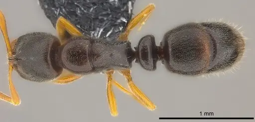 Ponera colaensis specimen CASENT0194711 image casent0194711_1