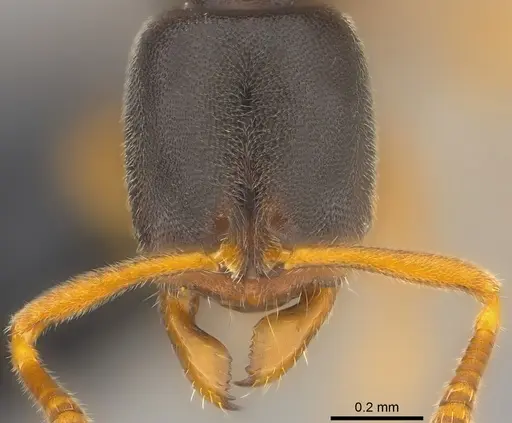 Ponera colaensis specimen CASENT0194711 image casent0194711_2