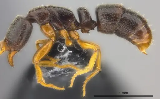 Ponera colaensis specimen CASENT0194711 image casent0194711_3