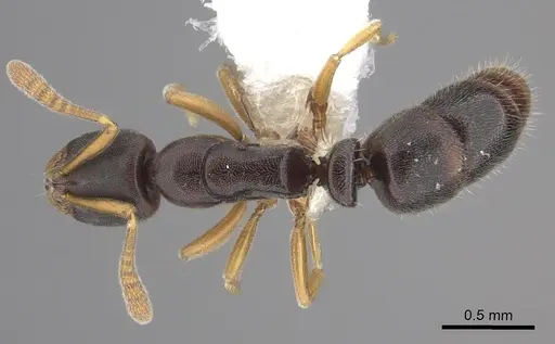 Ponera colaensis specimen CASENT0249221 image casent0249221_1
