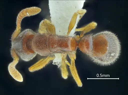 Ponera diodonta specimen ANTWEB1060519 image antweb1060519_1