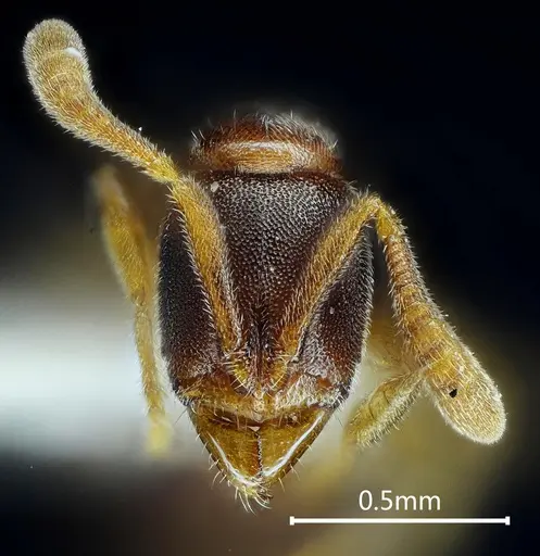 Ponera diodonta specimen ANTWEB1060519 image antweb1060519_2