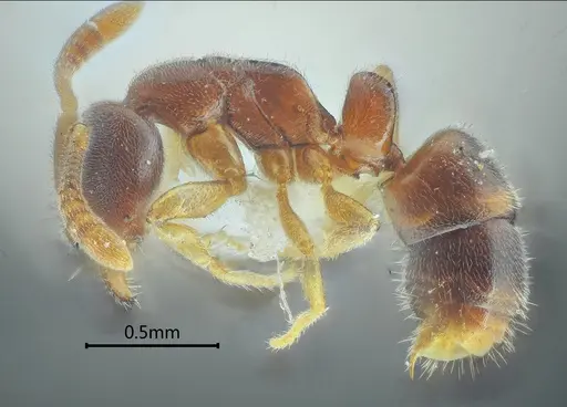 Ponera diodonta specimen ANTWEB1060519 image antweb1060519_3