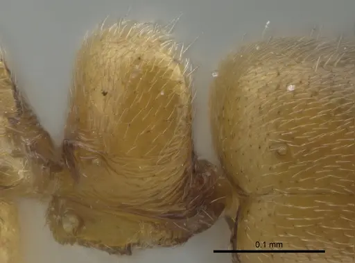 Ponera exotica specimen CASENT0100692 image casent0100692_1