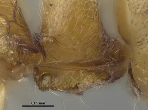Ponera exotica specimen CASENT0100692 image casent0100692_2