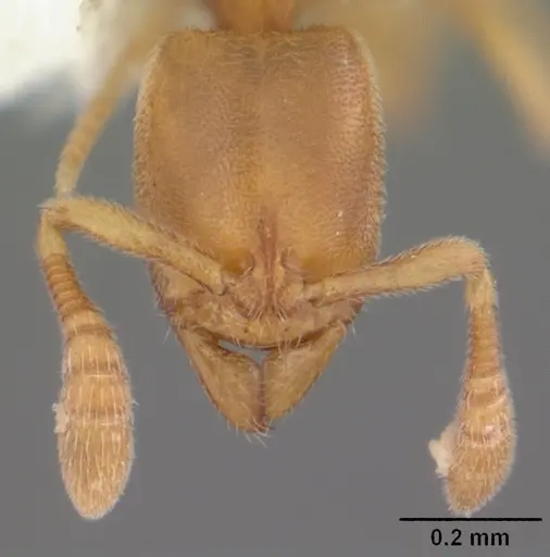 Ponera exotica specimen CASENT0104432 image casent0104432_2