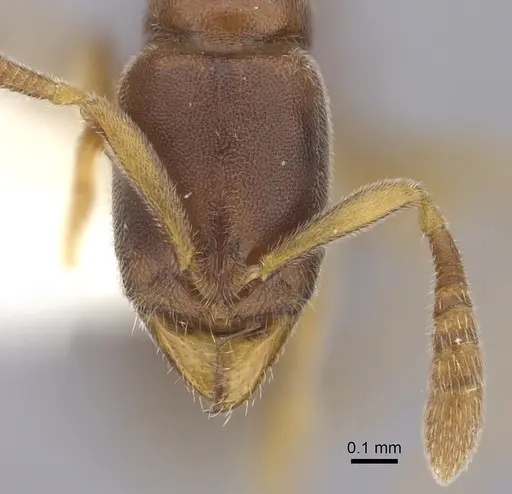 Ponera exotica specimen CASENT0249231 image casent0249231_2
