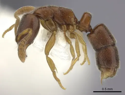 Ponera exotica specimen CASENT0249231 image casent0249231_3