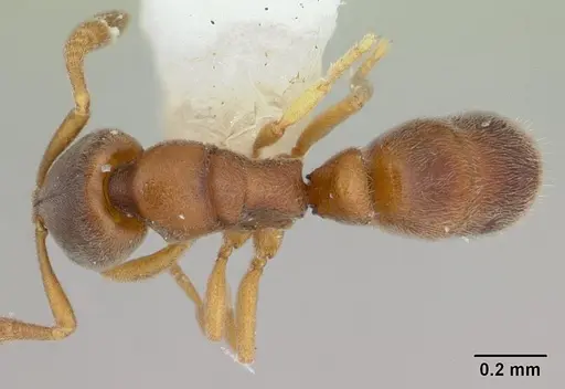 Ponera incerta specimen CASENT0178448 image casent0178448_1